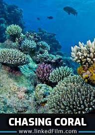 Chasing Coral